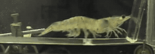 Shrimp on a treadmill, or the misrepresentation of science
